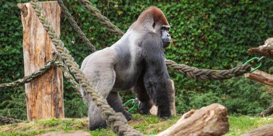Gorilla Zoo Basel