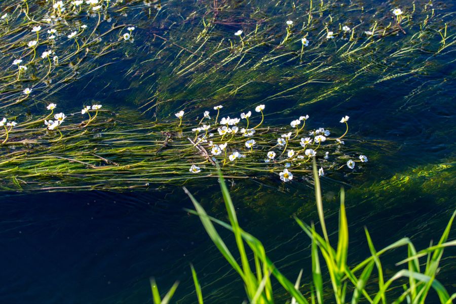 Wasserhahnenfuss Wasserpflanzen Rhein Taucher