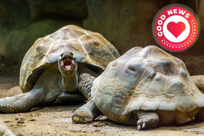 Galapagos-Schildkröte 135 Jahre Vatertag
