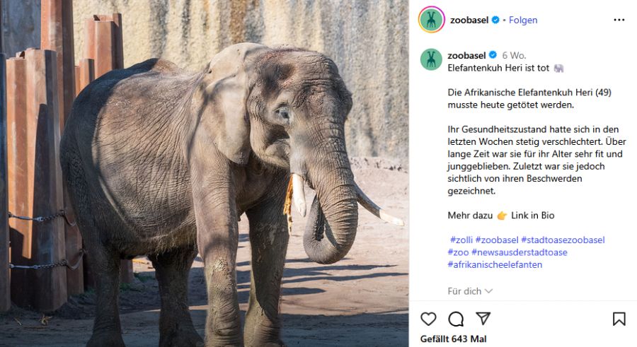 Elefant Heri eingeschläfert Gebärmutterinfektion