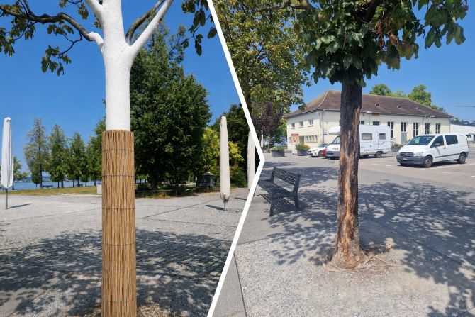 Lachen SZ Bäume schützen
