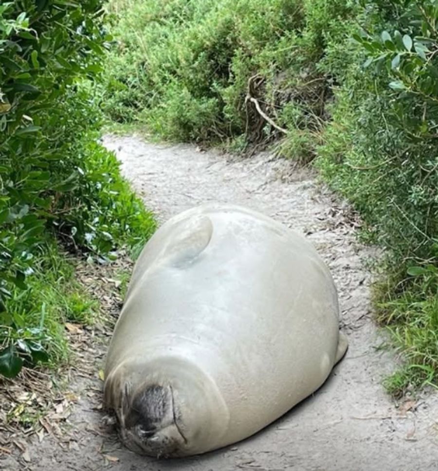 Neil the Seal