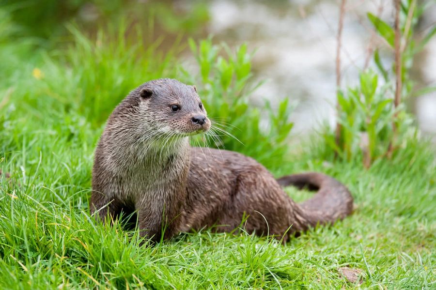 Fischotter im Tierpark Dählhölzli