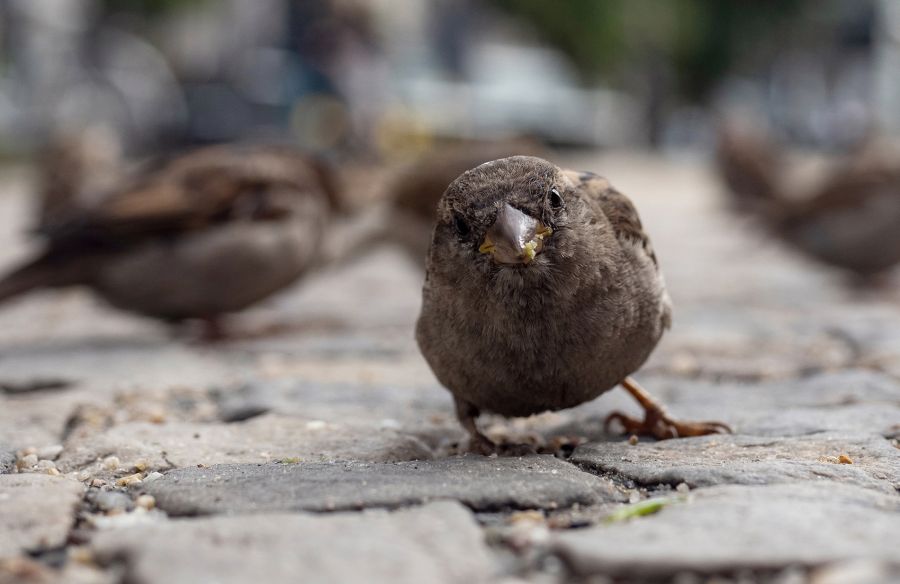 Nahrungsmangel und fehlende Nistplätze gelten als mögliche Gründe des Rückgangs, überzeugen Forscher jedoch nicht.