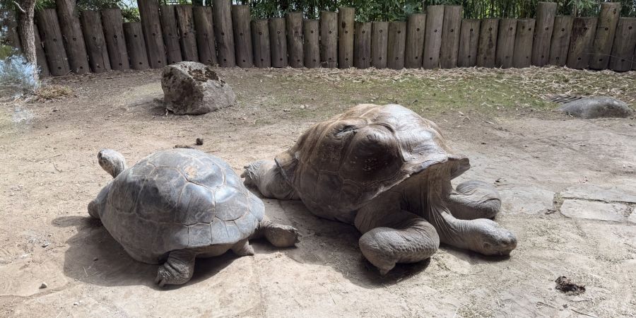 Tierisch nah dran im Zoo