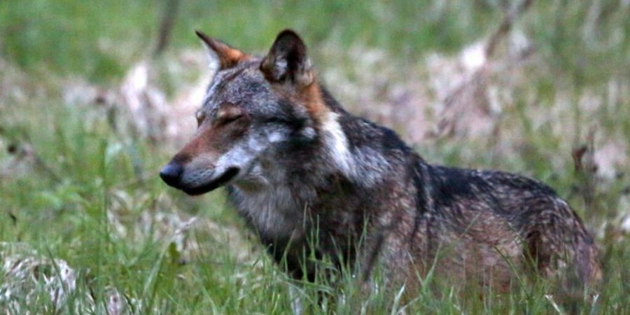 In Graubünden leben derzeit 19 Wolfsrudel - fünf davon bewegen sich auch ausserhalb der Kantonsgrenzen. (Symbolbild)