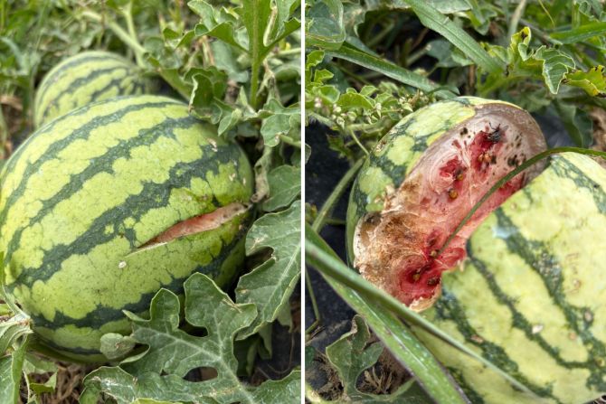 Wassermelone