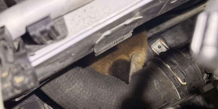 Blinde Passagiere, gut versteckt: Zwei Jungfüchse nisteten sich in Winterthur in einem Motor ein.