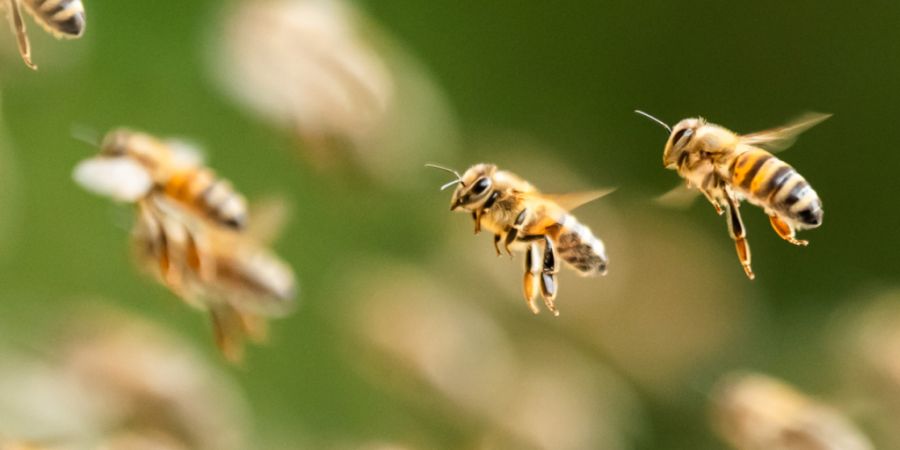 ARCHIV - Bienen fliegen zu Bienenstöcken. Foto: Silas Stein/dpa