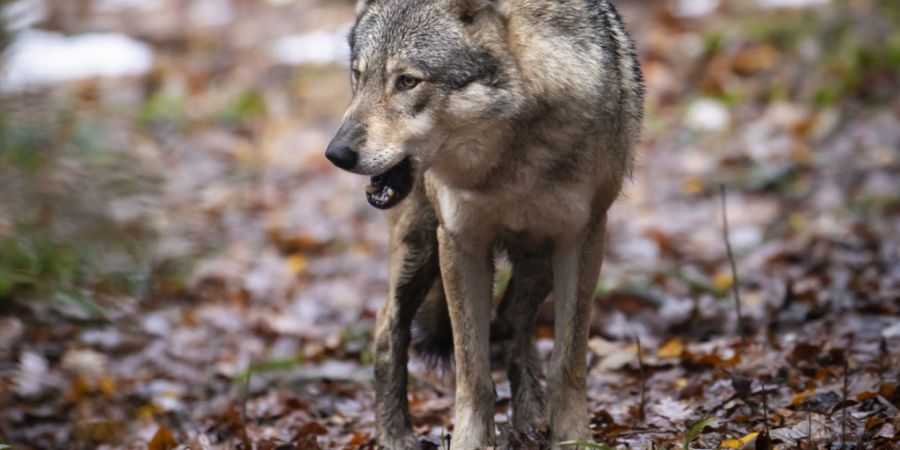 Für den Angriff auf die Rinderherde im Neuenburger Jura ist vermutlich ein Wolf aus dem Rudel von Jougne-Suchet im Kanton Waadt verantwortlich. (Symbolbild)