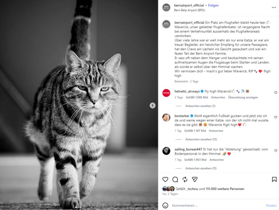 Der Kater Maverick ist bei einem Verkehrsunfall gestorben.