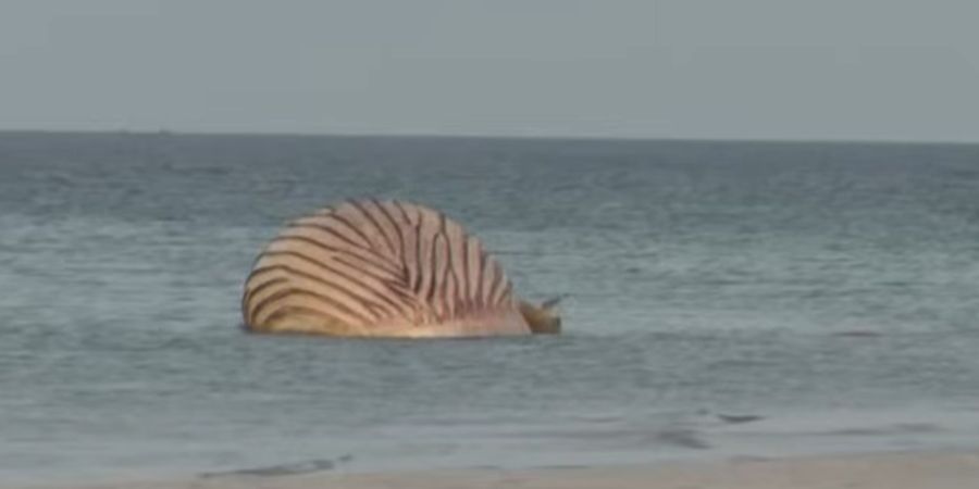 Der Kadaver des Wals konnte beim vierten Anlauf endlich aus dem Meer gezogen werden.