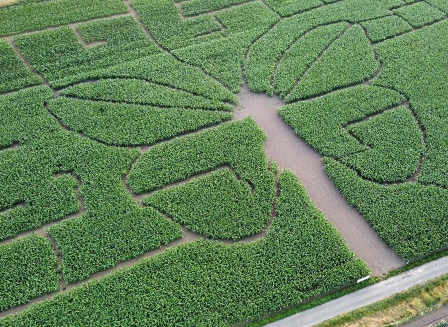 Labyrinth