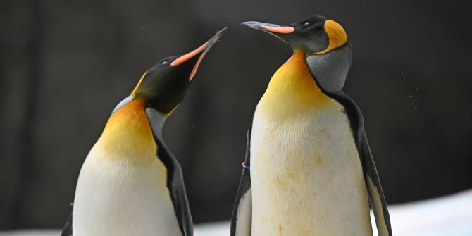 pingus