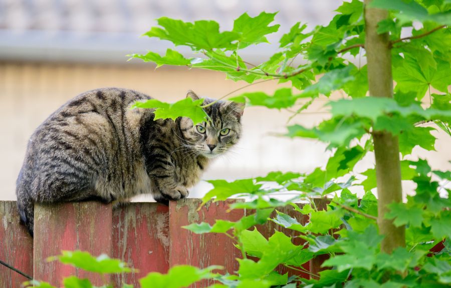 katze