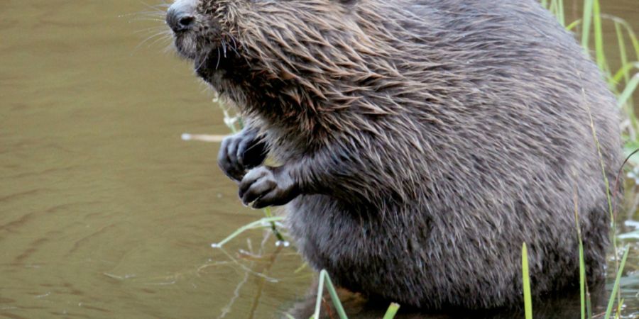 Der Europäische Biber galt in Vorarlberg für rund 350 Jahre als ausgestorben, seit 2006 haben sich wieder Tiere angesiedelt. (Archivbild)