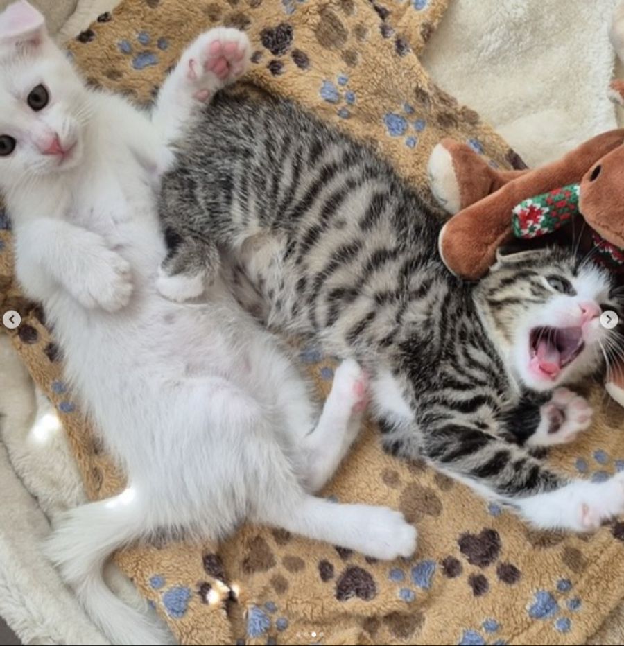 «Momentan haben wir über 20 Katzen zum Platzieren, alles Mütter mit Jungen oder Findlinge», sagt Katja Holenstein, Leiterin des Tierheims Strubeli in Volketswil ZH.
