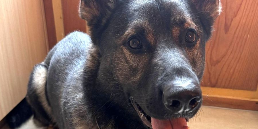 Polizeihund Sergeant