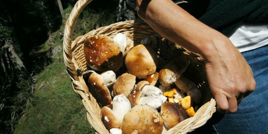 Die Guten ins Töpfchen, die Schlechten ins Kröpfchen: Eine Kontrolle stellt sicher, dass garantiert kein giftiger Pilz auf den Teller der stolzen Sammlerin kommt. (Archivbild)