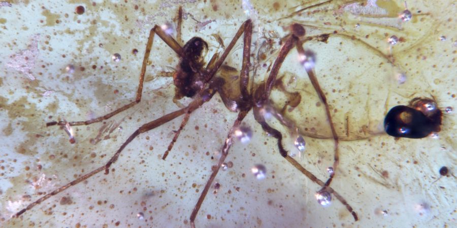 Diptera-Fliege (Chironomidae) aus der Kreidezeit