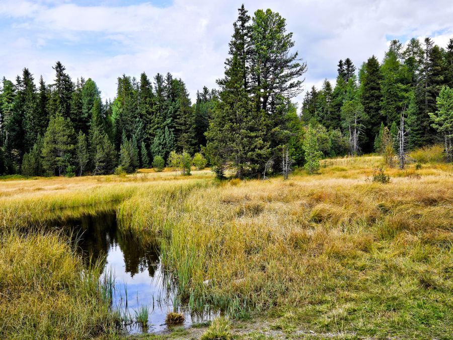 Moor Stazerwald