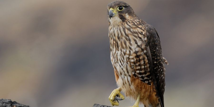New Zealand Bird of the Year