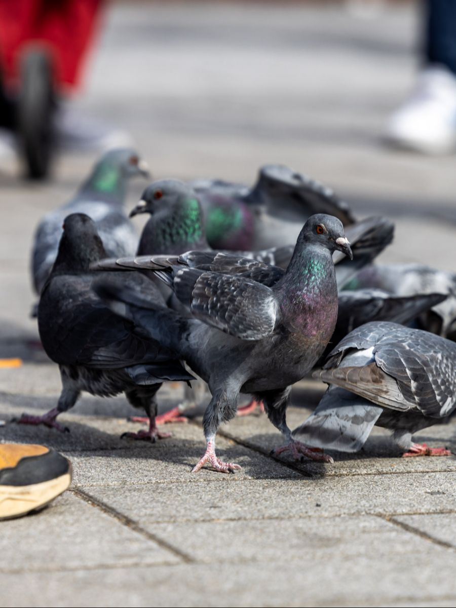 Stadttauben sorgen immer wieder für Ärger. (Symbolbild)