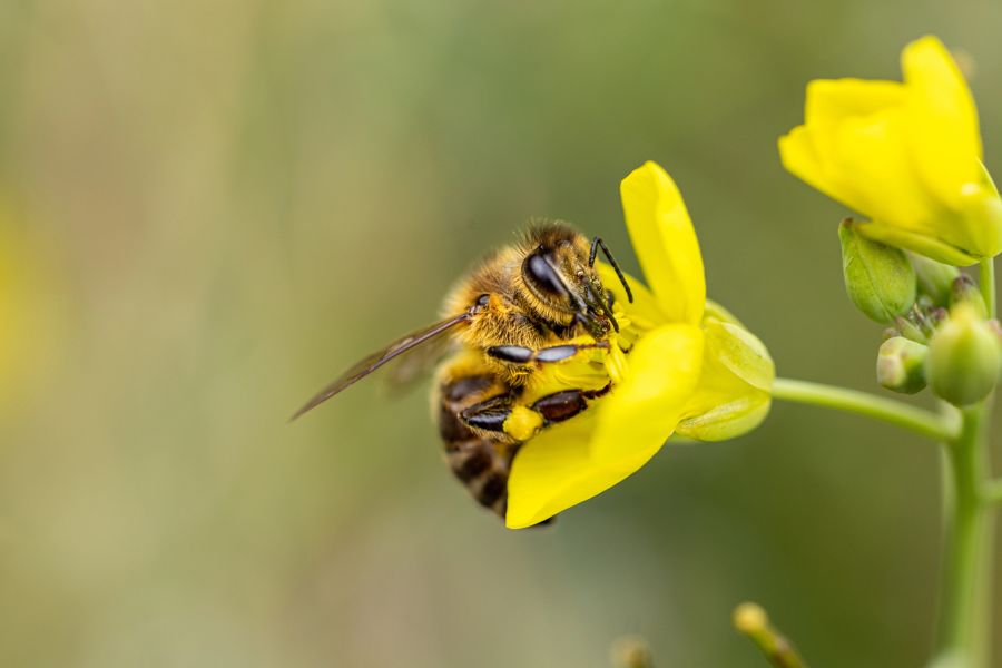 Die Insekten finden zu wenig «saubere» Pollen – Pestizide sind dabei ein grosses Problem. (Symbolbild)