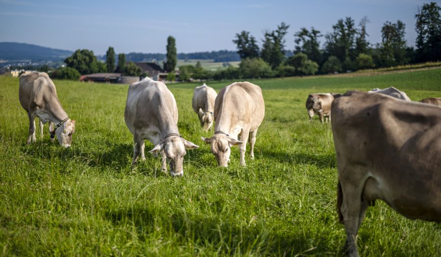 Die guten Verhältnisse erhöhten die Milchproduktion in diesem Jahr.