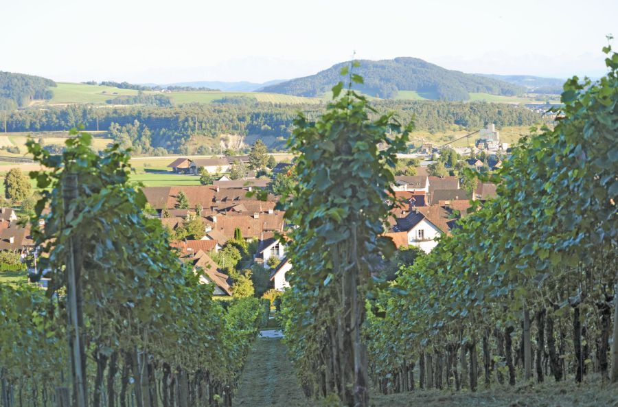 Der «Lebendige Weinweg» führt Sie durch die bunten Rebberge.