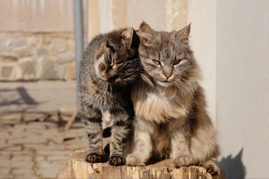 Zwei Katzen
