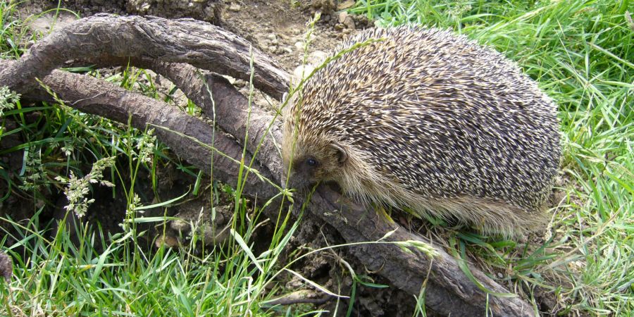 Igel