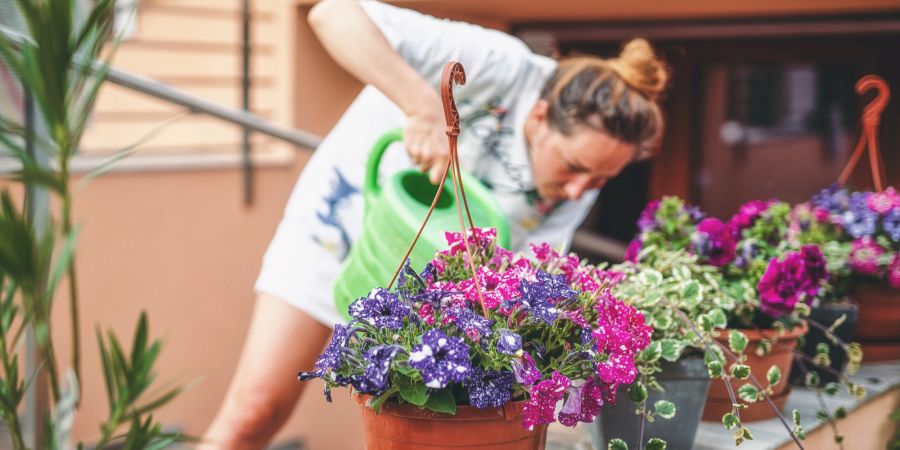 Frau giesst Pflanzen, Blumen
