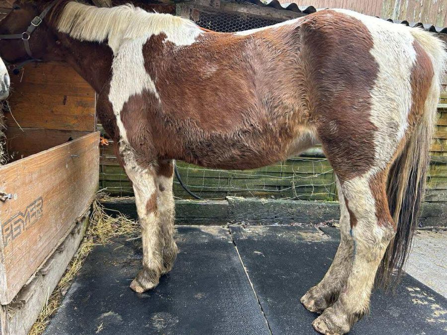 ... und waren aggressiv, laut Verpächterin Valsecchi, als hätten sie sich noch nie gesehen.