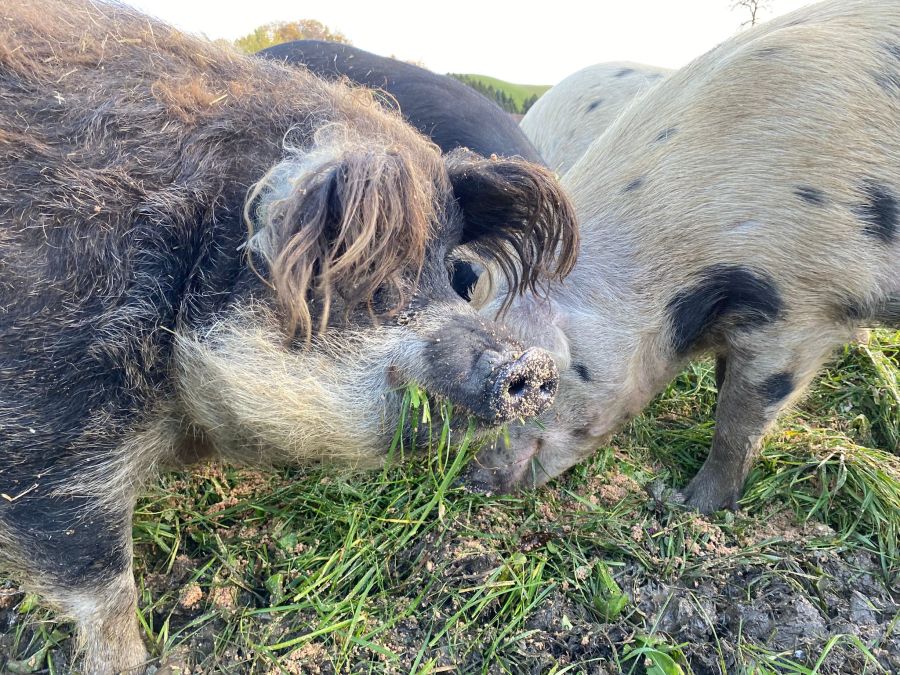 Die Schweine leben im Moment noch auf dem Biohofs Unterschwand in Menzingen ZG.