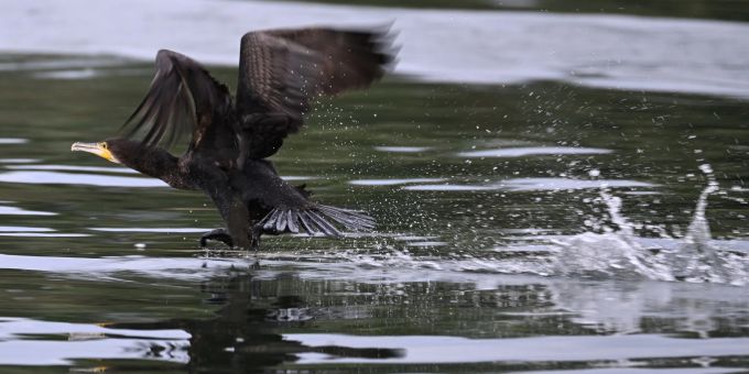 Zum Schutz der Aeschen plant der Kanton Bern, bis zu 100 Kormorane abzuschiessen. Gut ein halbes Kilo Fisch kann der Kormoran laut Experten am Tag verspeisen.