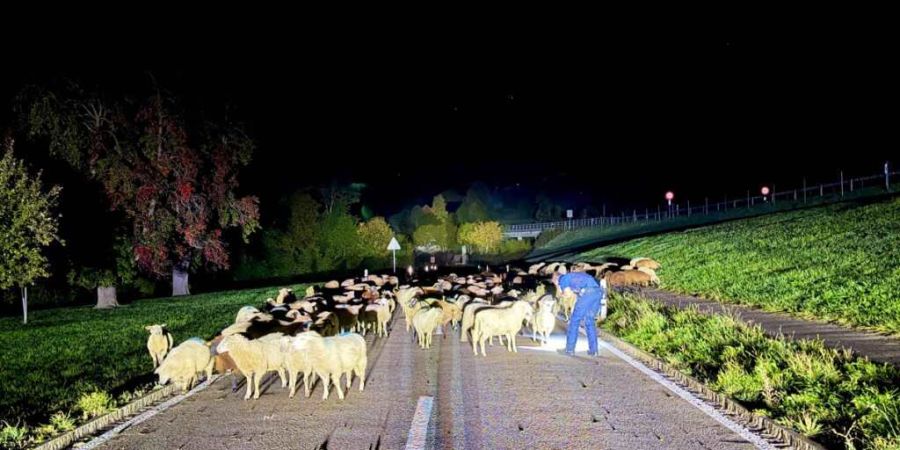 Die Kantonspolizei Appenzell Ausserrhoden begegnete in der Nacht auf Dienstag in Niederteufen AR rund 120 Schafen.