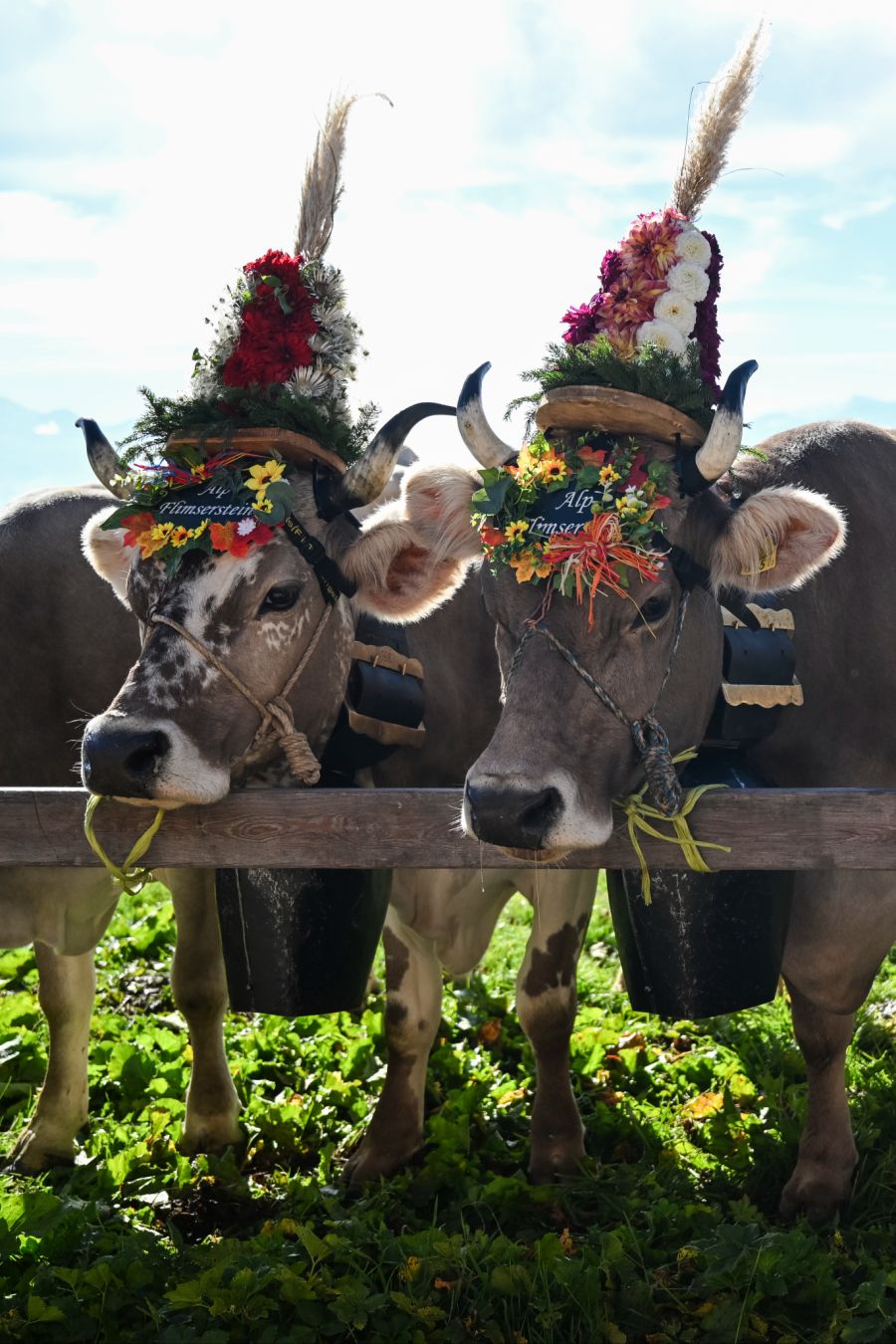 Viel beliebter sind traditionelle Bräuche wie zum Beispiel Alpabzüge.