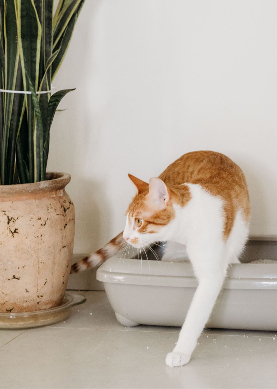 Das Amt für Abfall, Wasser, Energie und Luft (AWEL) empfiehlt, Katzenstreu aus Pflanzenfasern zu verwenden.