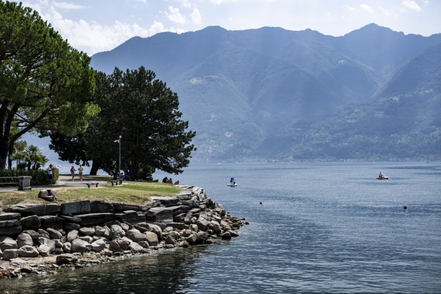 Seither hat sich die Qualle vom Luganer- bis zum Genfersee ausgebreitet. (Lago Maggiore)