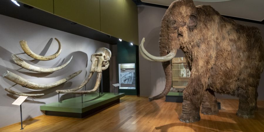 Das Naturhistorische Museum Basel wird während des Umzugs zeitweise sowohl am alten wie auch am neuen Standort offen sein. Diese Übergangszeit wird teurer als ursprünglich geplant. (...