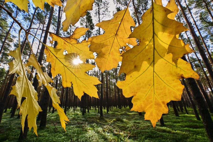 Der Herbst ist zumindest kalendarisch da – das Wetter erinnert eher an den Sommer.