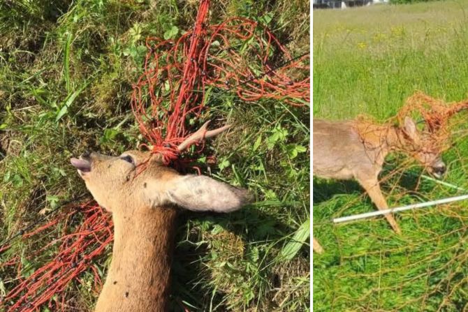 Wildtiere Zaun