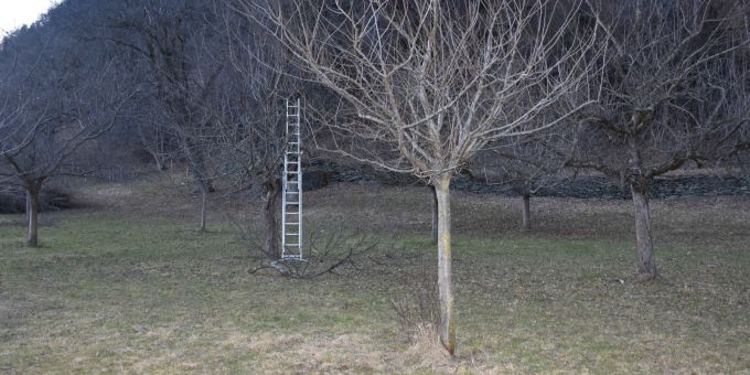 Felsberg GR: Bei Baumpflegearbeiten verunfallt. Felsberg GR