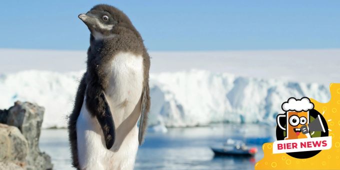 Auch vor den Pinguinen macht Trump mit seinen Zöllen nicht Halt. (Symbolbild) Trump Inseln Zölle Pinguine