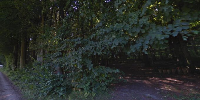 Tödlicher Unfall - Waldarbeiter (†28) in Däniken SO von Baum getroffen
