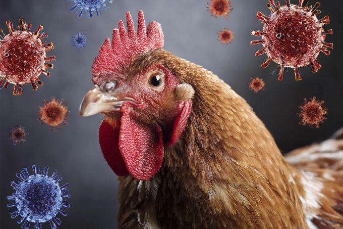 Die Vogelgrippe stellt ein ernstes Problem dar. vogelgrippe