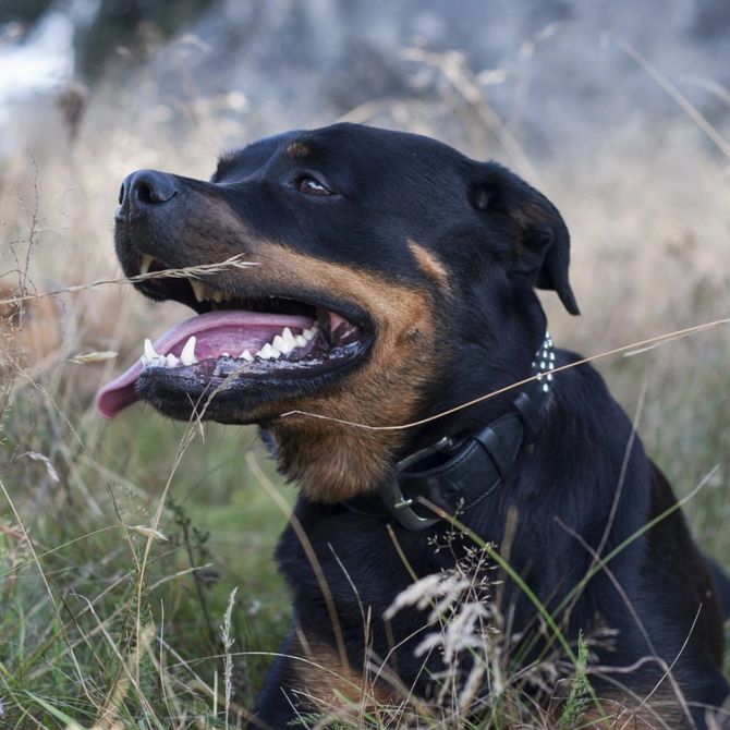 Rottweiler Zürich Besitzerin Strafanträge