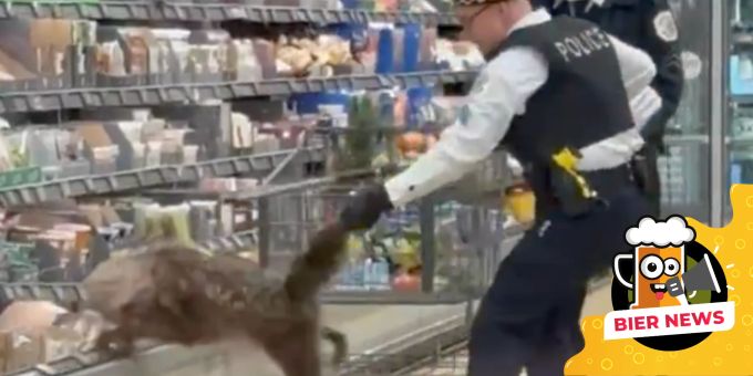 Ein Kojote hat sich in einem Aldi versteckt. Kojote