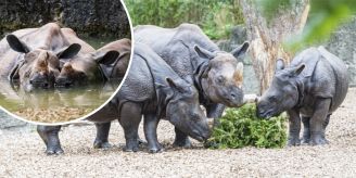 Mann berührt Nashorn - Tierschützer fordert höhere Zäune im «Zolli»